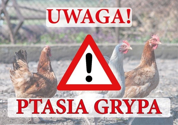 Ptasia grypa w sąsiedniej gminie