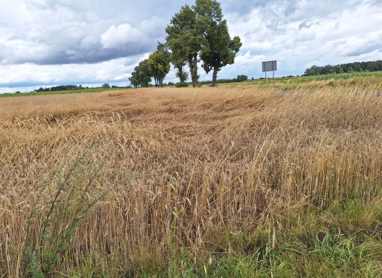 Straty w rolnictwie spowodowane suszą w 2023 roku