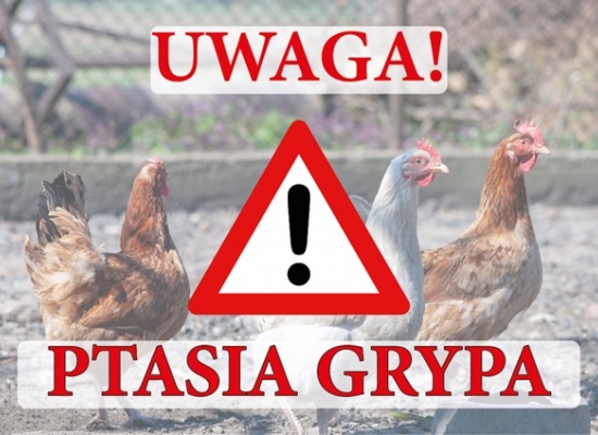 Ptasia grypa w sąsiedniej gminie