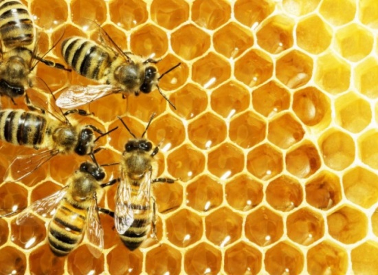 „Program poprawy warunków fitosanitarnych rodzin pszczelich poprzez wsparcie zakupu pokarmów pszczelich”.