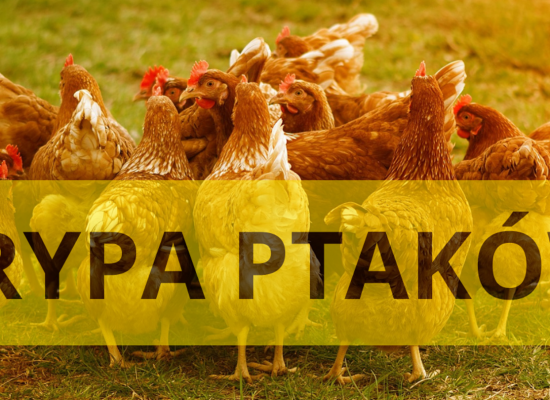 Komunikat w spawie zakazu na terenie woj. wielkopolskiego targów, pokazów, konkursów, zgromadzeń z udziałem ptaków