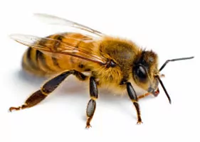 Chrońmy pszczoły
